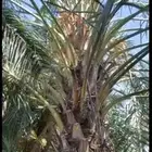 قلايع نخيل عجوه وروثانه طول 3 متر للبيع