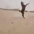 مهر كفو من يبغا السبوق لا يفوته ذا المهر المهر جبر