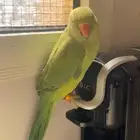 بغبغا دره هندي