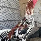 Pakistani Sindhi Chicken