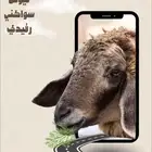 ذبايح الغامدي