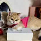 قطو سكوتش ستريت للبيع