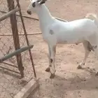 عرض مشروع اكحل