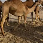 بكره تم البيع