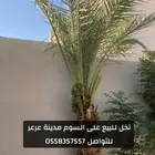 نخل للبيع على السوم