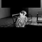 بكه ضايعه عرعر.