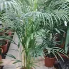 تنسيق حدائق