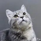 قط للتبني العمر 6 شهور ذكر