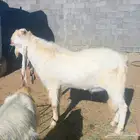 معزا مشاريك على هولندي