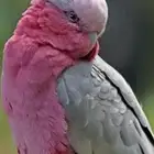 كوكاتو قالا
