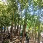 بيع شجرة نخل ملوكي جمله 100   فقط حبه 150