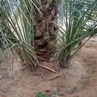 يوجد لدينا جميع النواع فسايل النخل العربي والجثايث