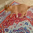 ماعز قزمي صغير