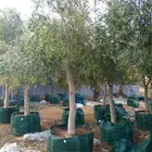 يوجد لدينا شجر الزيتون للبيع المثمره وفي مركان والمعمره
