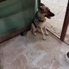 كلبه جيرمن