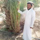 نخل مثمر نخل القصيم نخيل القصيم صقعي مجدول ونانه خضري عجوه