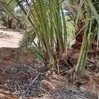 يوجد لدينا جميع النواع فسايل النخل العربي والجثايث