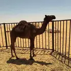 قعودين مجهم واوضح عمارهن فوق 7شهور وناقه عشرا صفرا
