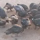 بط بلدي العمر 4شهور اصحه مشاء الله تبارك الله مايحتاج