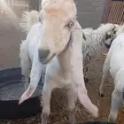 للبيع تيس هولندي