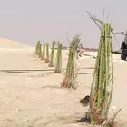 زراعه نخيل عربي واشنطني تكريب نخيل وغرس اشجار