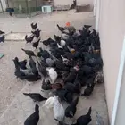 دجاج للبيع