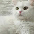 تبني قطه انثئ تريد التزاوج