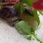 سلحفاه للبيع