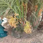 نخيل للبيع