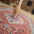 تيس قزمي صغير العمر