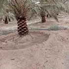 نخل للبيع