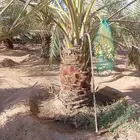 لبيع جميع أنواعه انخيل