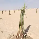 زراعه نخيل عربي واشنطني