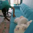 شركة تنظيف وغسيل فلل منازل خزانات شقق مكاتب مجالس استراحات