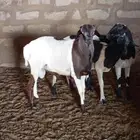 للبيع خرفان