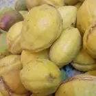 لوز احمر قطيفي