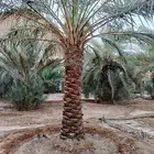 نخل مثمر للبيع خلاص سكري صقعي ونوايع آخر