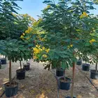 مشتل زهرة الريف