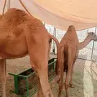 حشو قعدان مفاريد السعر 2850