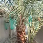 نقايل وفسايل نخيل مثمره للبيع وتوصيل وغرس