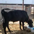 حسيل جيرسي للبيع