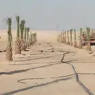 مقاول نخل وشبوكات