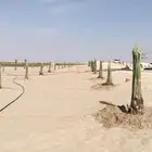 زراعه نخيل عربي واشنطني