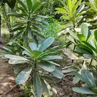 مشتل التحسين الزراعى بيع بسعر الجملة