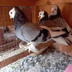 المنطقه الشرقيه سيهات