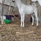مشروع فحل تيس بيشي فاخر