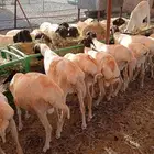 غنم بربري وتيوس صومالي