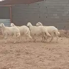 4 خرفان كفوا ونعمه وابنها وينها ثنيه