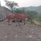 بقر مقاني للبيع