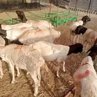 برابر صومالية تربية في معشوقه